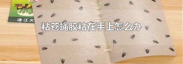 粘苍蝇胶粘在手上怎么办