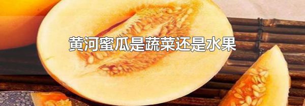 黄河蜜瓜是蔬菜还是水果