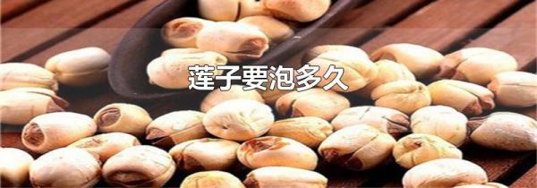 莲子要泡多久