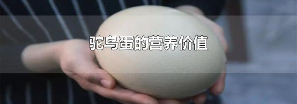 驼鸟蛋的营养价值
