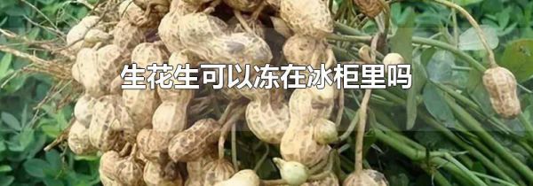 生花生可以冻在冰柜里吗