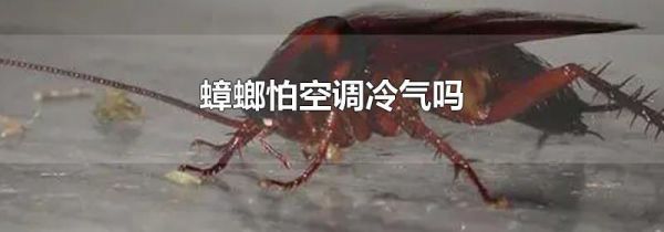 蟑螂怕空调冷气吗