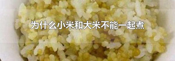 为什么小米和大米不能一起煮