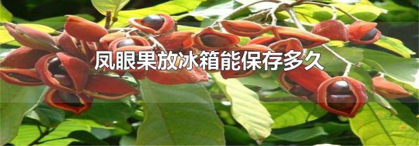 凤眼果放冰箱能保存多久