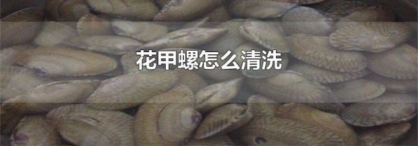 花甲螺怎么清洗