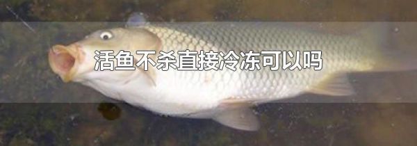 活鱼不杀直接冷冻可以吗