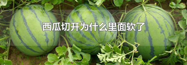 西瓜切开为什么里面软了