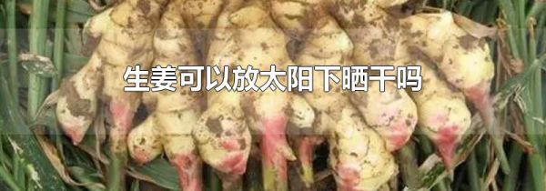 生姜可以放太阳下晒干吗