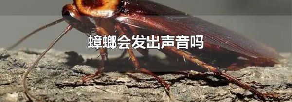 蟑螂会发出声音吗
