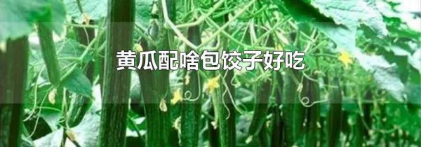 黄瓜配啥包饺子好吃