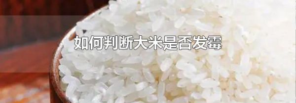 如何判断大米是否发霉