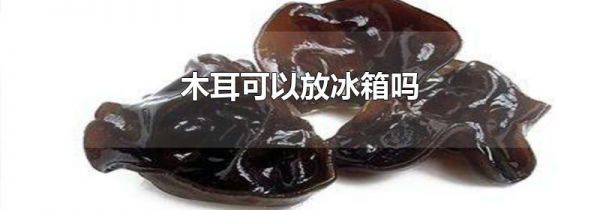 木耳可以放冰箱吗