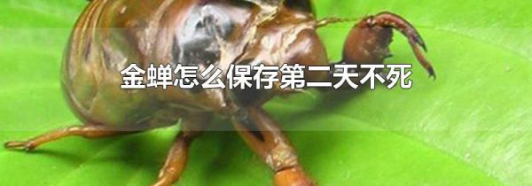 金蝉怎么保存第二天不死