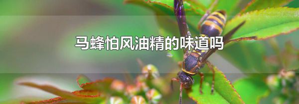 马蜂怕风油精的味道吗