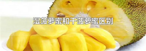 湿菠萝蜜和干菠萝蜜区别