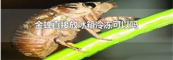 金蝉直接放冰箱冷冻可以吗