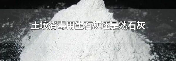 土壤消毒用生石灰还是熟石灰
