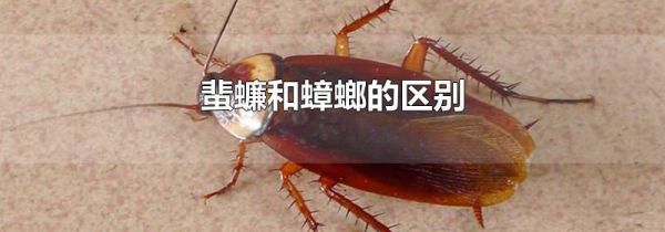 蜚蠊和蟑螂的区别