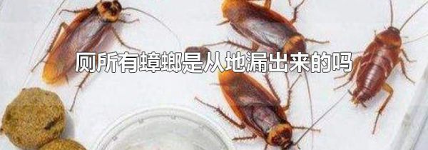 厕所有蟑螂是从地漏出来的吗
