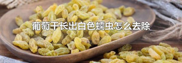 葡萄干长出白色蠕虫怎么去除