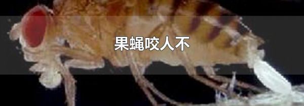 果蝇咬人不