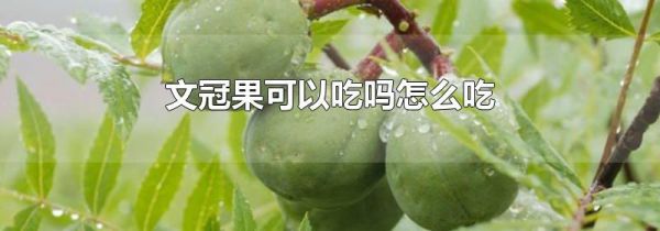 文冠果可以吃吗怎么吃