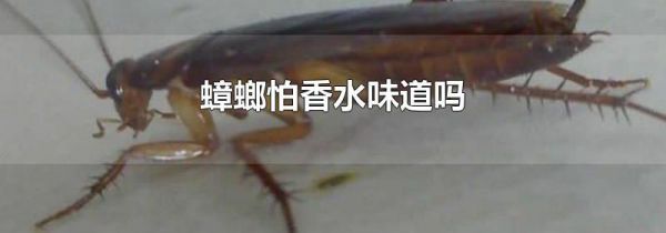 蟑螂怕香水味道吗