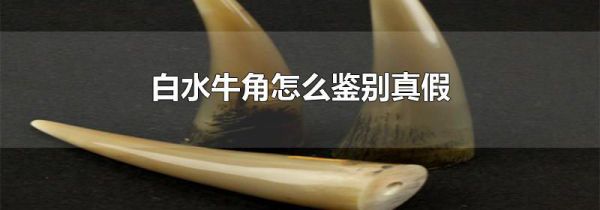 白水牛角怎么鉴别真假