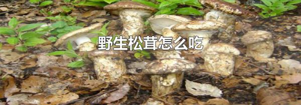 野生松茸怎么吃