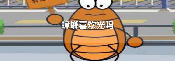 蟑螂喜欢光吗