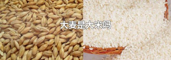大麦是大米吗