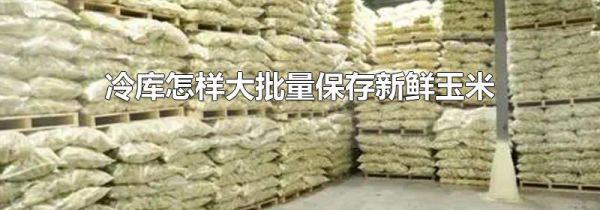 冷库怎样大批量保存新鲜玉米