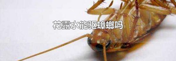 花露水能驱蟑螂吗
