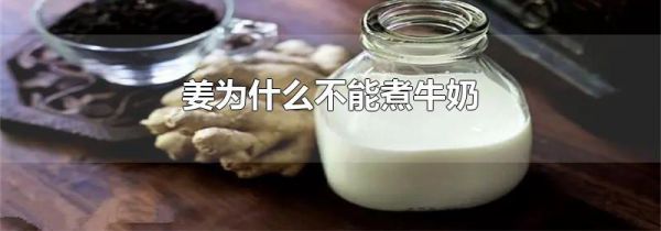 姜为什么不能煮牛奶