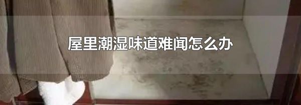 屋里潮湿味道难闻怎么办