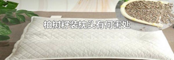 柏树籽装枕头有何害处