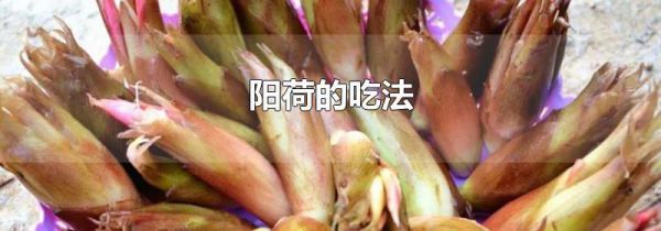 阳荷的吃法