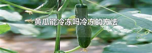 黄瓜能冷冻吗冷冻的方法
