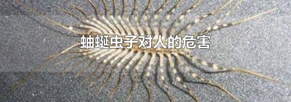 蚰蜒虫子对人的危害