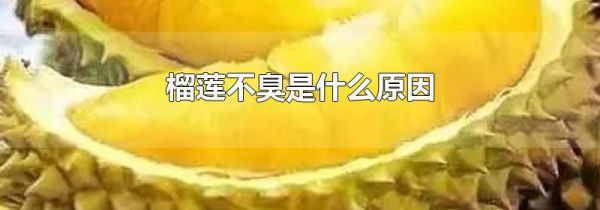 榴莲不臭是什么原因
