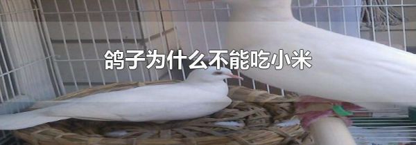 鸽子为什么不能吃小米