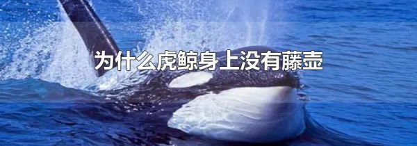 为什么虎鲸身上没有藤壶