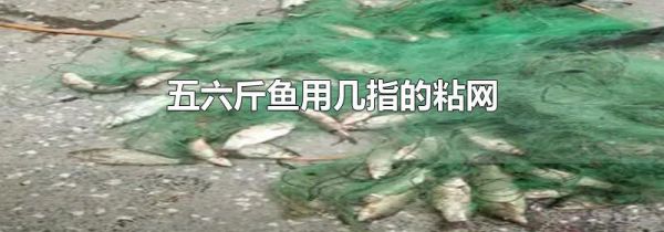 五六斤鱼用几指的粘网