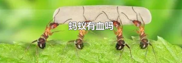 蚂蚁有血吗