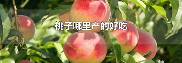 桃子哪里产的好吃