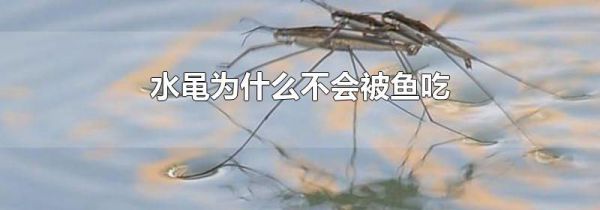 水黾为什么不会被鱼吃