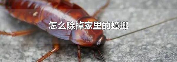 怎么除掉家里的蟑螂
