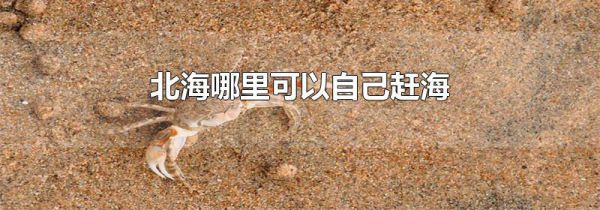 北海哪里可以自己赶海