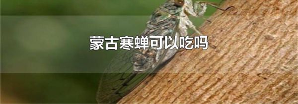 蒙古寒蝉可以吃吗