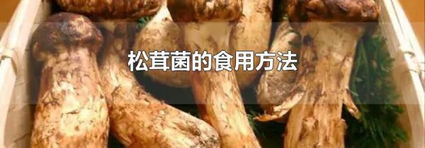 松茸菌的食用方法
